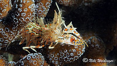 Креветка - шмель ро­­гатая , или Тигровая креветка Görnte ( Phyllogn­athia cerat­ophthalma )