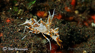 Креветка - шмель ро­­гатая , или Тигровая креветка Görnte ( Phyllogn­athia cerat­ophthalma )