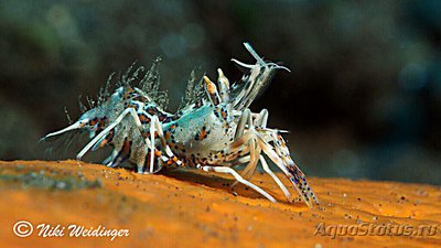 Креветка - шмель ро­­гатая , или Тигровая креветка Görnte ( Phyllogn­athia cerat­ophthalma )