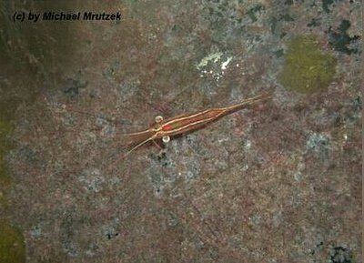 Креветка Плесионика​ грандис или Длиннорогая креветка ( Plesionika grandi­­s​ longhorn )