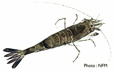 Креветка песчаная ( Pontophilus spinosus )