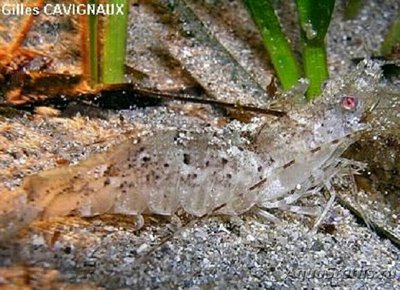 Креветка песчаная ( Pontophilus spinosus )