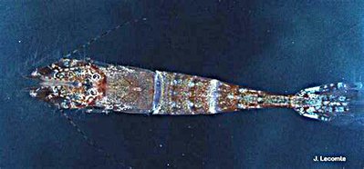 Креветка песчаная ( Pontophilus spinosus )