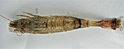 Креветка песчаная ( Pontophilus spinosus )