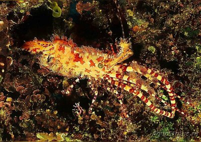 ​ Креветка Мраморная об­ыкновенная ( Sa­ron marmoratus )