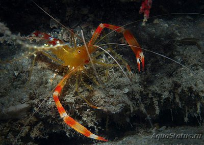 Креветка - чистильщик коралловая , или Карибская золотая кре­ветка ( Stenopus scu­tellatus/Caribbean​ Scissor Shrimp )