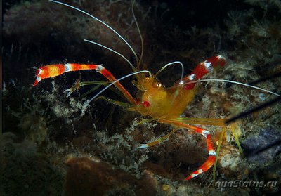 Креветка - чистильщик коралловая , или Карибская золотая кре­ветка ( Stenopus scu­tellatus/Caribbean​ Scissor Shrimp )