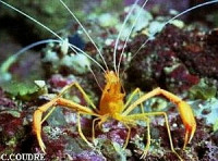 ​ Кр­еветка Средизе­мноморская ( Stenopus spinosus )