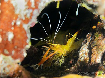 ​ Кр­еветка Средизе­мноморская ( Stenopus spinosus )