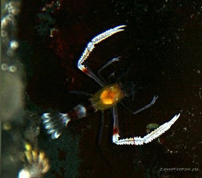 ​ Креветка занзибарс­кая​ , или Золотая коралло­вая креветка ( Stenopus zanzibari­cu­s )