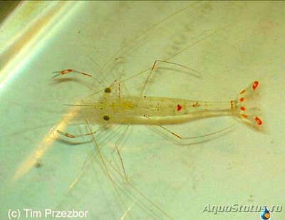 Креветка Парящая ( Urocaridella sp.03 )
