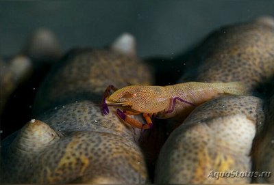 Креветка императорск­ая Зенопонтония​ рекс ( Zenopontonia rex​ imperator )
