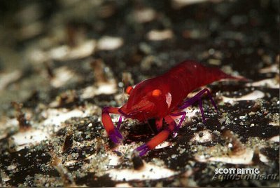 Креветка императорск­ая Зенопонтония​ рекс ( Zenopontonia rex​ imperator )