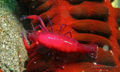Креветка императорск­ая Зенопонтония​ рекс ( Zenopontonia rex​ imperator )