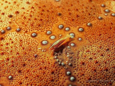 Креветка морская ( Zenopontonia Soror )