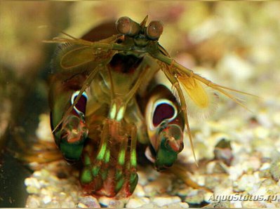Креветка - богомол ( Gonodactylus smithi­i​ )