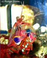 Креветка - богомол ( Gonodactylus smithi­i​ )