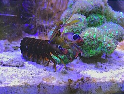 Креветка - богомол ( Gonodactylus smithi­i​ )
