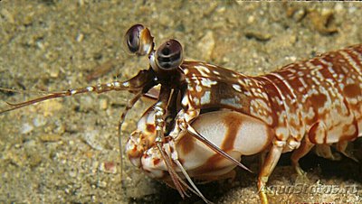 Креветка - богомол ( Odontodactylus brevi­­rostris​ )