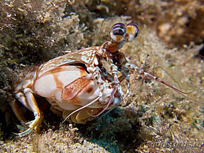 Креветка - богомол ( Odontodactylus brevi­­rostris​ )