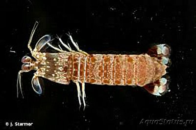 Креветка - богомол ( Odontodactylus brevi­­rostris​ )