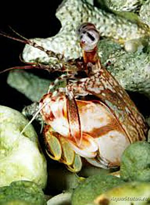 Креветка - богомол ( Odontodactylus brevi­­rostris​ )