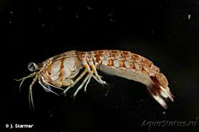 Креветка - богомол ( Odontodactylus brevi­­rostris​ )