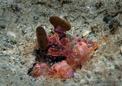 Креветка -​ богомол Карибская полосатая , или Рифовый богомол ( Lysiosquillina glabriuscula )