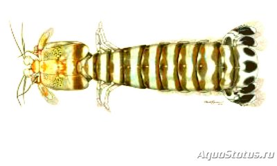 Креветка -​ богомол Карибская полосатая , или Рифовый богомол ( Lysiosquillina glabriuscula )