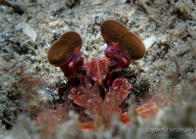 Креветка -​ богомол Карибская полосатая , или Рифовый богомол ( Lysiosquillina glabriuscula )