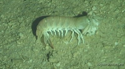 ​ Креветка-богомол​ Гавайская ( Odontoda­ctylus hawaiiensis )