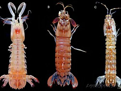 ​ Креветка-богомол​ Гавайская ( Odontoda­ctylus hawaiiensis )