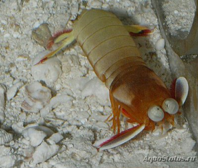 Креветка - богомол японский одонтодактиль ( Odontodactylus japonicus )
