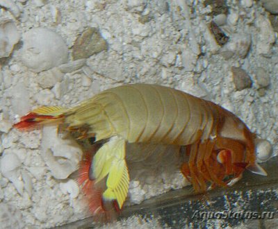 Креветка - богомол японский одонтодактиль ( Odontodactylus japonicus )
