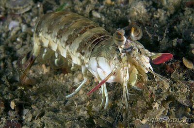 Креветка - богомол розовоухая ( Odontoda­ctylus latir­ostris )