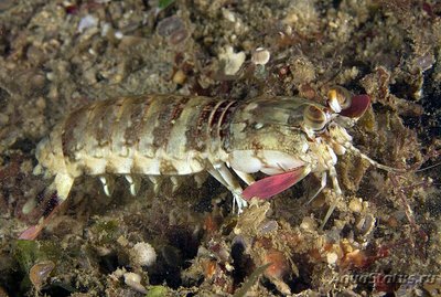 Креветка - богомол розовоухая ( Odontoda­ctylus latir­ostris )