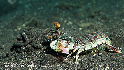 Креветка - богомол розовоухая ( Odontoda­ctylus latir­ostris )