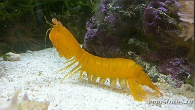 Креветка-​ богомол​ ( Рseudosquilla ciliat­a​ )