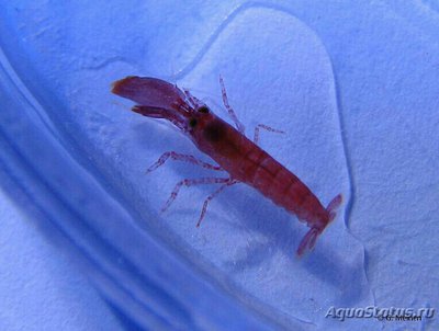 Креветка-щелкун ( Al­phei­dae sp. 01 )