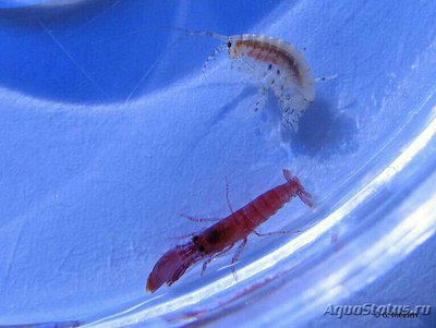 Креветка-щелкун ( Al­phei­dae sp. 01 )