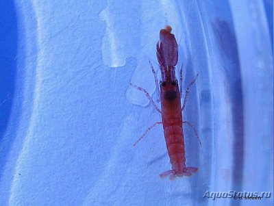 Креветка-щелкун ( Al­phei­dae sp. 01 )