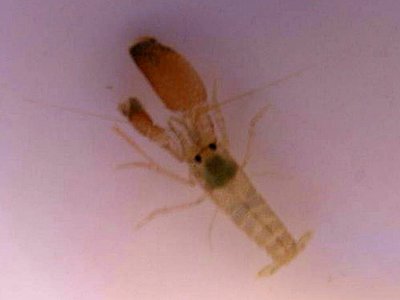 Креветка - щелкун ( Alpheidae sp.​ 02 )