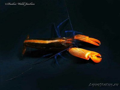 Креветка - пистолет полосатая ( Alpheus​ formosus )