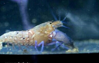 Креветка​ - кнекер А­лфей Парвимакулатус ( Аl­pheus parvimaculatus​ )