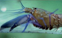 Креветка​ - кнекер А­лфей Парвимакулатус ( Аl­pheus parvimaculatus​ )