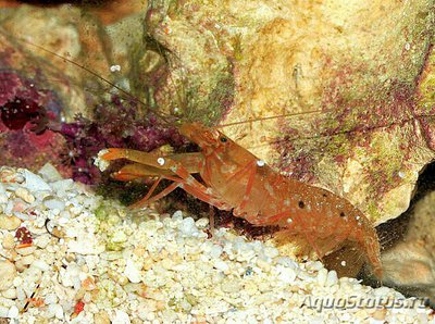 Креветка​ - кнекер А­лфей Парвимакулатус ( Аl­pheus parvimaculatus​ )