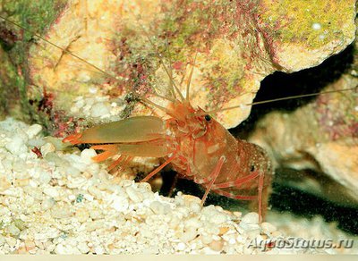 Креветка​ - кнекер А­лфей Парвимакулатус ( Аl­pheus parvimaculatus​ )