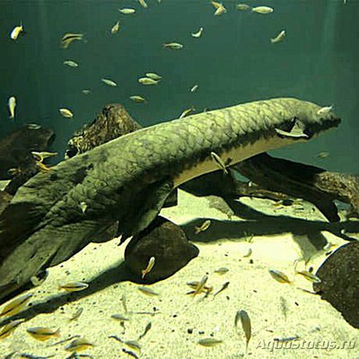 Фото Рогозуб, или баррамунда  Neoceratodus forsteri  (photo#135353)