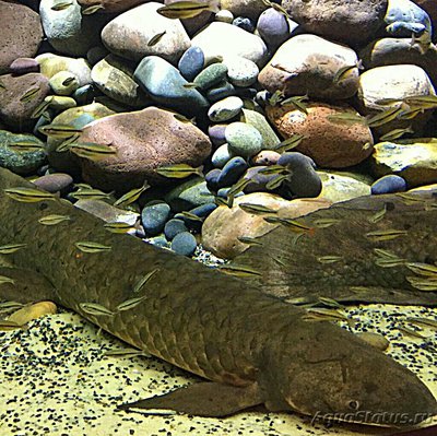 Фото Рогозуб, или баррамунда  Neoceratodus forsteri  (photo#135354)