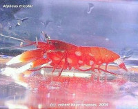 Креветка - пистолет Алфей​ трехцветный​ ( Alpheus tricolor )